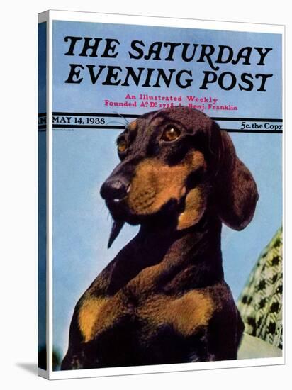 "Dachshund," Saturday Evening Post Cover, May 14, 1938-Ivan Dmitri-Stretched Canvas