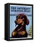 "Dachshund," Saturday Evening Post Cover, May 14, 1938-Ivan Dmitri-Framed Stretched Canvas