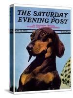 "Dachshund," Saturday Evening Post Cover, May 14, 1938-Ivan Dmitri-Stretched Canvas