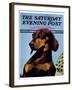 "Dachshund," Saturday Evening Post Cover, May 14, 1938-Ivan Dmitri-Framed Giclee Print