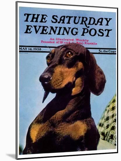 "Dachshund," Saturday Evening Post Cover, May 14, 1938-Ivan Dmitri-Mounted Giclee Print