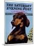 "Dachshund," Saturday Evening Post Cover, May 14, 1938-Ivan Dmitri-Mounted Giclee Print