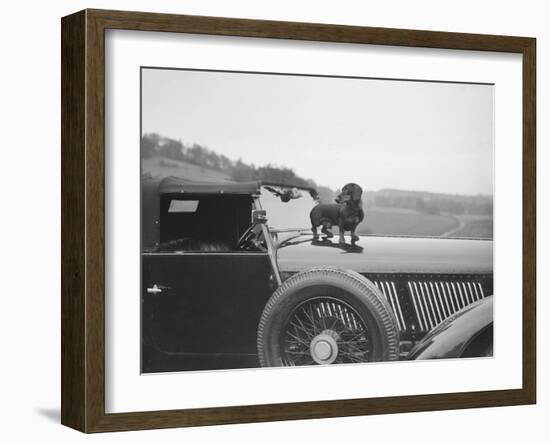 Dachshund standing on the bonnet of Charles Mortimers Bentley, c1930s-Bill Brunell-Framed Photographic Print