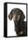 Dachshund, Teckel Smooth-Haired Black and Tan-null-Framed Stretched Canvas