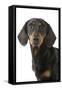 Dachshund, Teckel Smooth-Haired Black and Tan-null-Framed Stretched Canvas