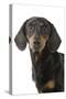 Dachshund, Teckel Smooth-Haired Black and Tan-null-Stretched Canvas