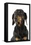 Dachshund, Teckel Smooth-Haired Black and Tan-null-Framed Stretched Canvas