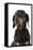 Dachshund, Teckel Smooth-Haired Black and Tan-null-Framed Stretched Canvas