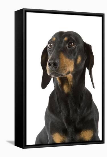 Dachshund, Teckel Smooth-Haired Black and Tan-null-Framed Stretched Canvas