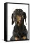 Dachshund, Teckel Smooth-Haired Black and Tan-null-Framed Stretched Canvas