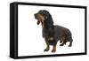 Dachshund, Teckel Smooth-Haired Black and Tan-null-Framed Stretched Canvas