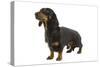 Dachshund, Teckel Smooth-Haired Black and Tan-null-Stretched Canvas