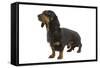 Dachshund, Teckel Smooth-Haired Black and Tan-null-Framed Stretched Canvas