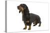 Dachshund, Teckel Smooth-Haired Black and Tan-null-Stretched Canvas