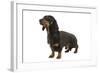 Dachshund, Teckel Smooth-Haired Black and Tan-null-Framed Photographic Print