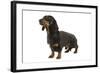 Dachshund, Teckel Smooth-Haired Black and Tan-null-Framed Photographic Print