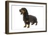 Dachshund, Teckel Smooth-Haired Black and Tan-null-Framed Photographic Print