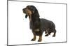 Dachshund, Teckel Smooth-Haired Black and Tan-null-Mounted Photographic Print