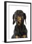 Dachshund, Teckel Smooth-Haired Black and Tan-null-Framed Photographic Print