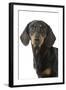 Dachshund, Teckel Smooth-Haired Black and Tan-null-Framed Photographic Print