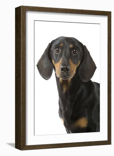 Dachshund, Teckel Smooth-Haired Black and Tan-null-Framed Photographic Print