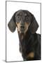 Dachshund, Teckel Smooth-Haired Black and Tan-null-Mounted Photographic Print