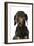 Dachshund, Teckel Smooth-Haired Black and Tan-null-Framed Photographic Print