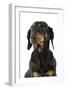 Dachshund, Teckel Smooth-Haired Black and Tan-null-Framed Photographic Print