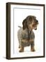 Dachshund, Teckel Wire-Haired-null-Framed Photographic Print