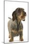 Dachshund, Teckel Wire-Haired-null-Mounted Photographic Print