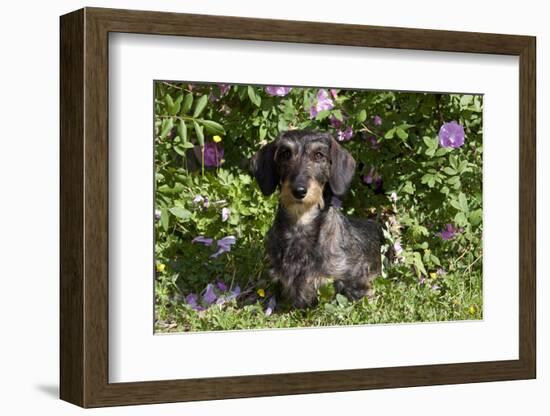 Dachshund (Wire-Haired, Standard Variety) under Rose Bush, Gurnee, Illinois, USA-Lynn M^ Stone-Framed Photographic Print