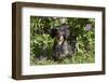 Dachshund (Wire-Haired, Standard Variety) under Rose Bush, Gurnee, Illinois, USA-Lynn M^ Stone-Framed Photographic Print