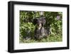 Dachshund (Wire-Haired, Standard Variety) under Rose Bush, Gurnee, Illinois, USA-Lynn M^ Stone-Framed Photographic Print