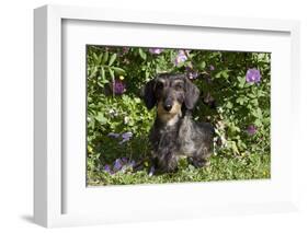 Dachshund (Wire-Haired, Standard Variety) under Rose Bush, Gurnee, Illinois, USA-Lynn M^ Stone-Framed Photographic Print