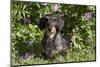 Dachshund (Wire-Haired, Standard Variety) under Rose Bush, Gurnee, Illinois, USA-Lynn M^ Stone-Mounted Photographic Print