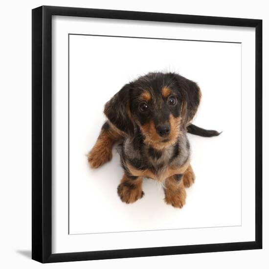Dachshund x Yorkshire terrier puppy, aged 10 weeks-Mark Taylor-Framed Photographic Print
