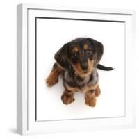 Dachshund x Yorkshire terrier puppy, aged 10 weeks-Mark Taylor-Framed Photographic Print