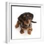 Dachshund x Yorkshire terrier puppy, aged 10 weeks-Mark Taylor-Framed Photographic Print