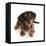 Dachshund x Yorkshire terrier puppy, aged 10 weeks-Mark Taylor-Framed Stretched Canvas