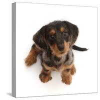 Dachshund x Yorkshire terrier puppy, aged 10 weeks-Mark Taylor-Stretched Canvas