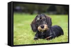 Dachshund-null-Framed Stretched Canvas
