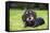 Dachshund-null-Framed Stretched Canvas