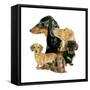 Dachshund-Barbara Keith-Framed Stretched Canvas