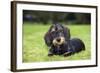 Dachshund-null-Framed Photographic Print