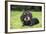 Dachshund-null-Framed Photographic Print