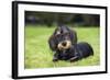 Dachshund-null-Framed Photographic Print