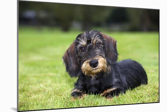 Dachshund-null-Mounted Photographic Print