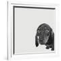 Dachshund-Emily Burrowes-Framed Premium Giclee Print