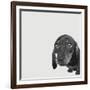 Dachshund-Emily Burrowes-Framed Premium Giclee Print