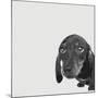 Dachshund-Emily Burrowes-Mounted Premium Giclee Print